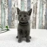 ロシアンブルー【北海道・男の子・2025年10月6日・ブルー】の写真2