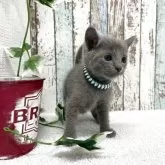 ロシアンブルー【北海道・男の子・2025年9月24日・ブルー】の写真3