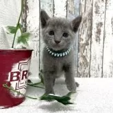 ロシアンブルー【北海道・男の子・2025年9月24日・ブルー】の写真4