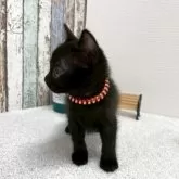 ボンベイ【北海道・女の子・2025年9月5日・ブラック】の写真8