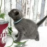 ロシアンブルー【北海道・男の子・2025年9月24日・ブルー】の写真6