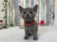 ロシアンブルー【北海道・男の子・2025年2月26日・ブルー】の写真6