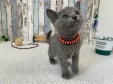 ロシアンブルー【北海道・男の子・2025年2月26日・ブルー】の写真7