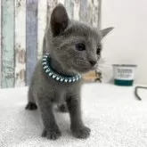 ロシアンブルー【北海道・男の子・2025年9月24日・ブルー】の写真7