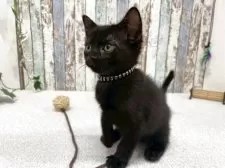 ボンベイ【北海道・男の子・2025年9月5日・ブラック】の写真2