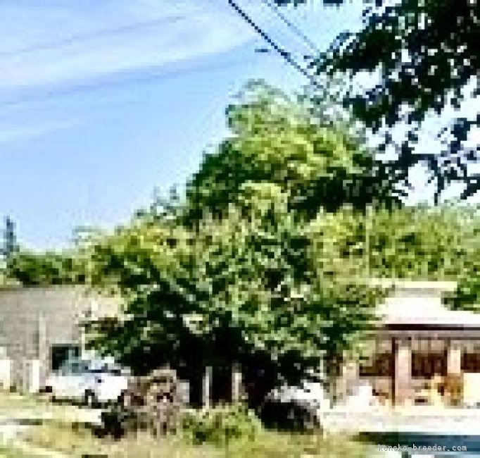 佐藤　晋次(さとう　しんじ)ブリーダー(群馬県・スコティッシュフォールドなど・ECC登録)の紹介写真2