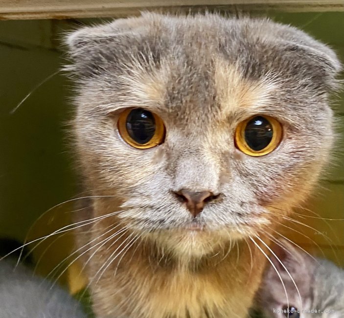 スコティッシュフォールド【・女の子・2024年4月8日・ブルークリーム】