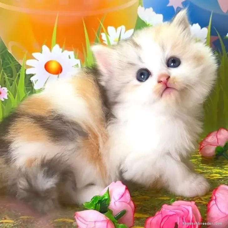 ID：2311-02456の子猫