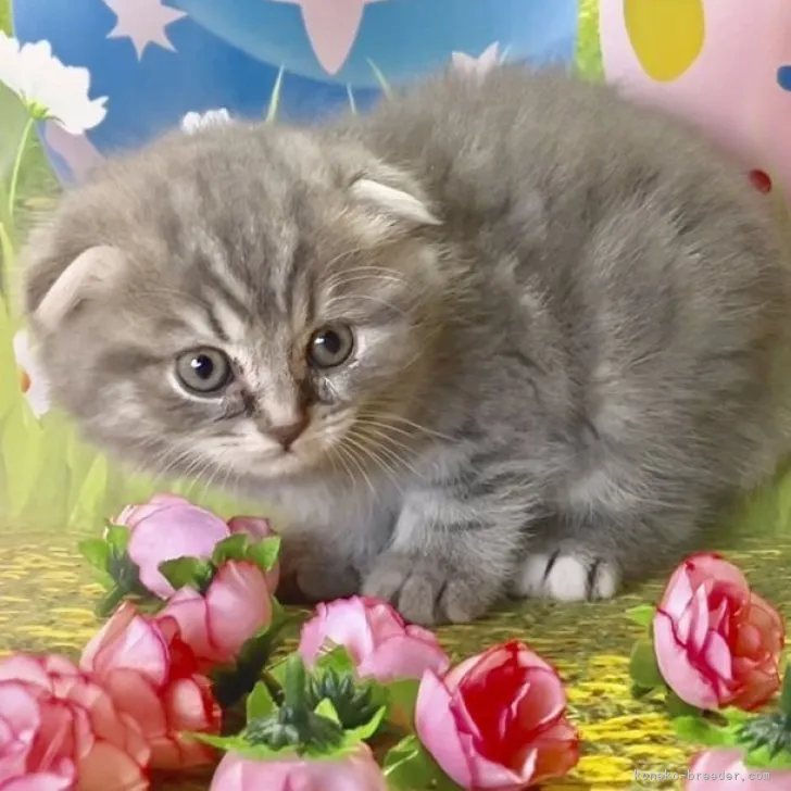 ID：2311-01017の子猫