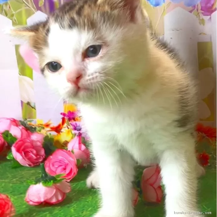 ID：2402-01891の子猫