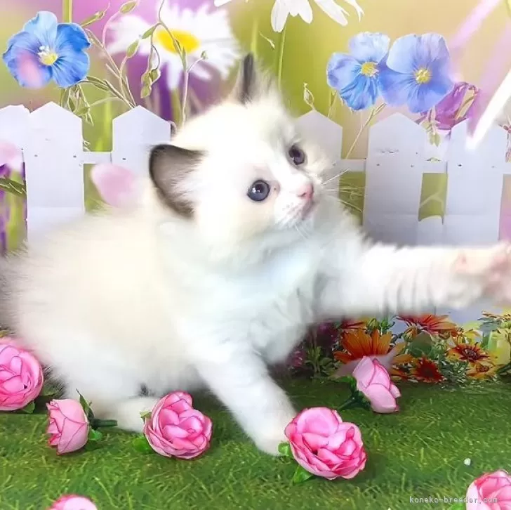 ID:2402-01563の子猫