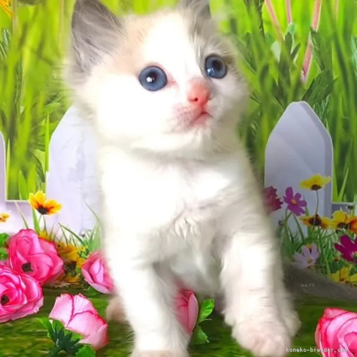 ID：2312-00737の子猫