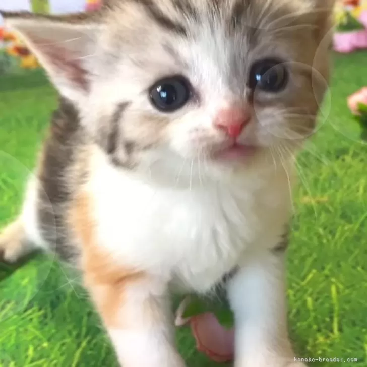 ゆりちゃんママ 様のお迎えした子猫