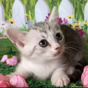 マンチカン(短足)【群馬県・女の子・2023年11月14日・シルバータビー】の写真「とても可愛いです！！」