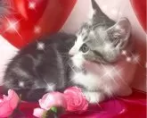 マンチカン(短足)【群馬県・女の子・2024年2月26日・シルバータビーホワイト】の写真4