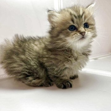 ミヌエット(短足)【群馬県・男の子・2025年12月26日・シェーデッドゴールデン】の写真「フワフワなミヌエットです！❤️」