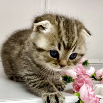 スコティッシュフォールド(折れ耳)【群馬県・女の子・2026年1月7日・ブラウンタビー】の写真「オレミミの可愛いスコティッシュです🩷」