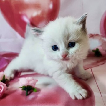 ラグドール【群馬県・男の子・2025年2月15日・ブルーポイントバイカラー】の写真「とても元気で可愛いです🩷」