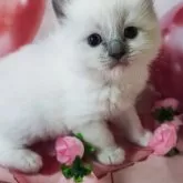 ラグドール【群馬県・男の子・2025年2月15日・ブルーポイント】の写真3