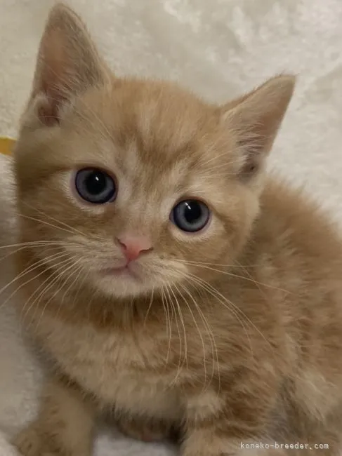 ID:2205-01231の子猫