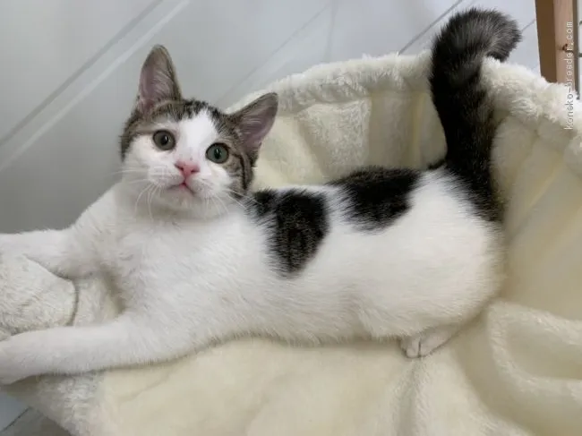 ID:2103-00212の子猫