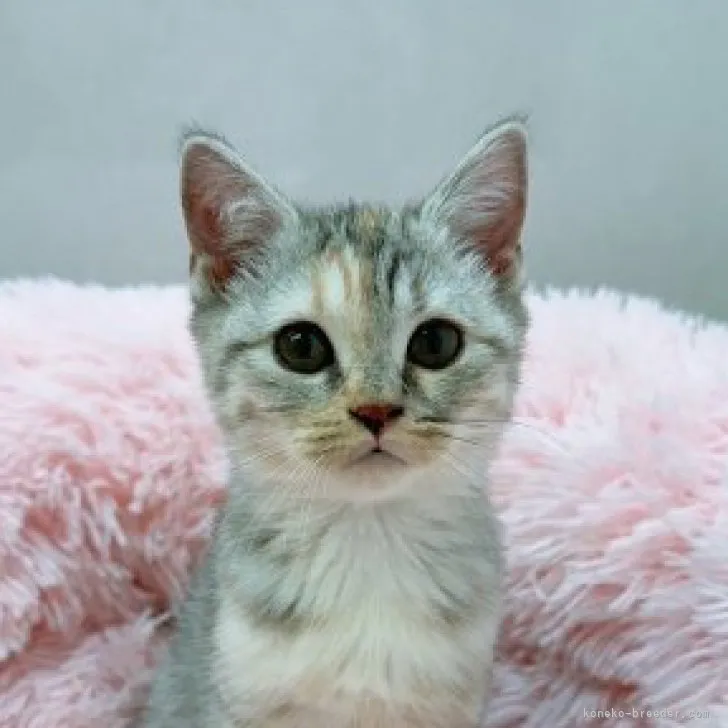 ID:2310-00346の子猫