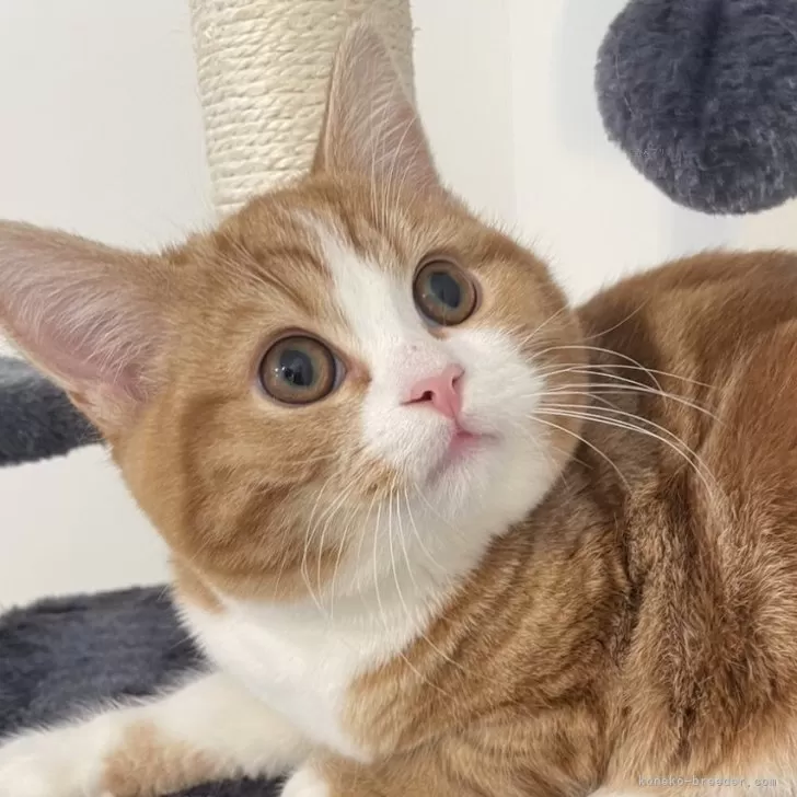 ID:2401-02106の子猫