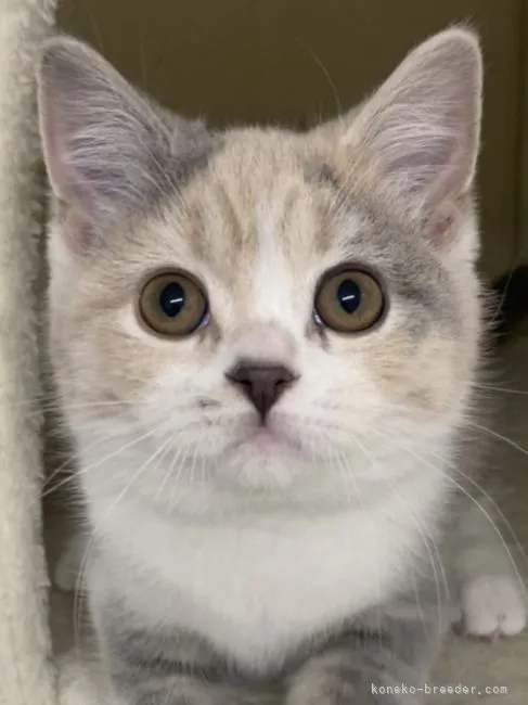 ID:2205-00150の子猫
