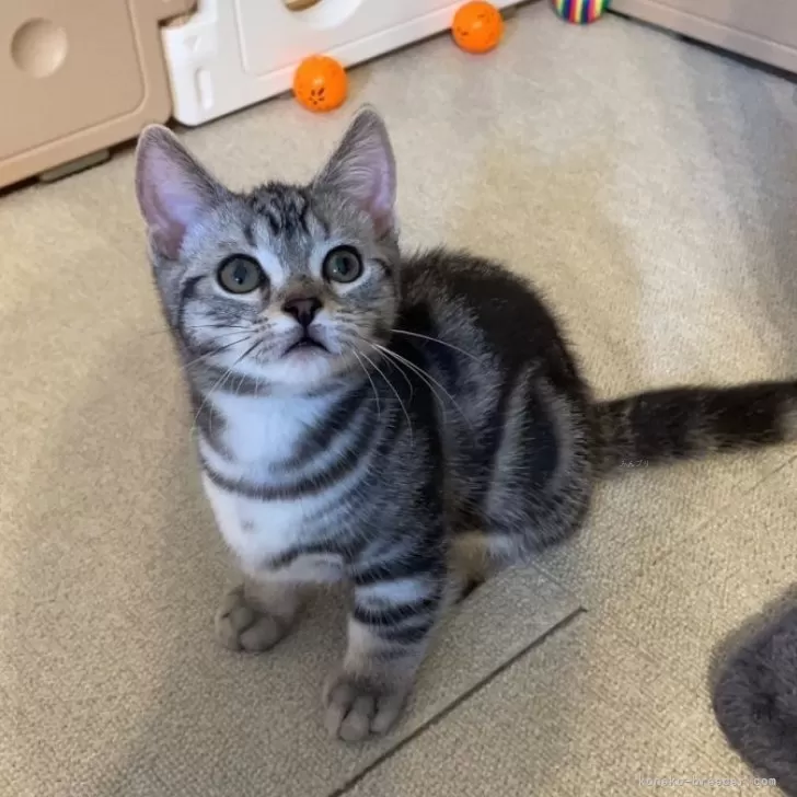 ID:2406-02514の子猫