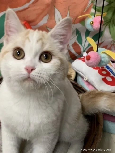 ID：2110-01811の子猫