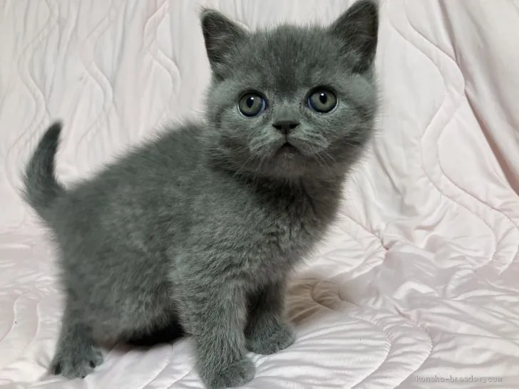 ID：2012-00649の子猫