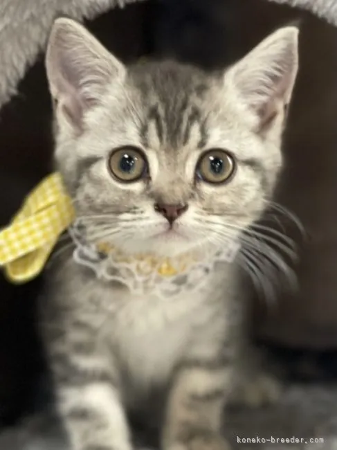 ID：2108-01254の子猫