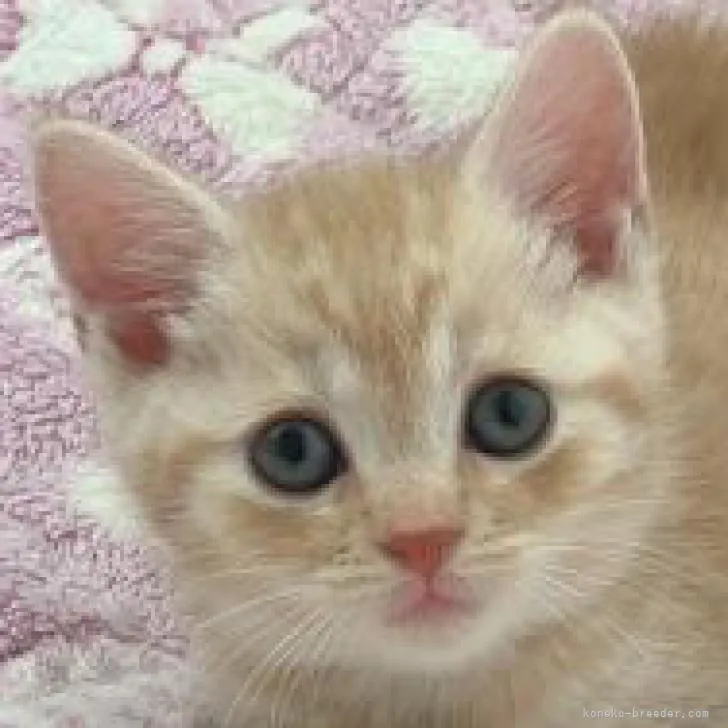 ID:2208-02912の子猫