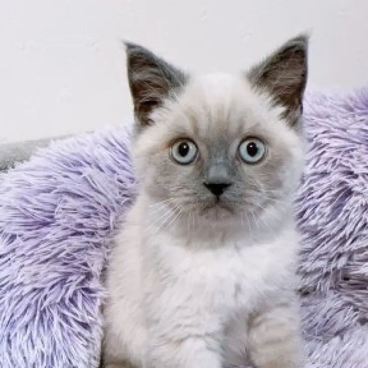 ID:2310-00902の子猫