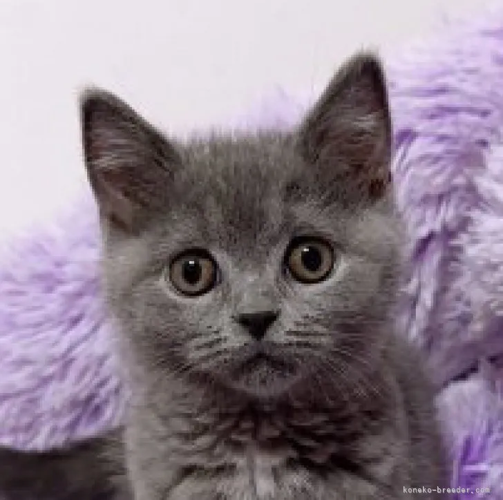 ID:2307-03599の子猫