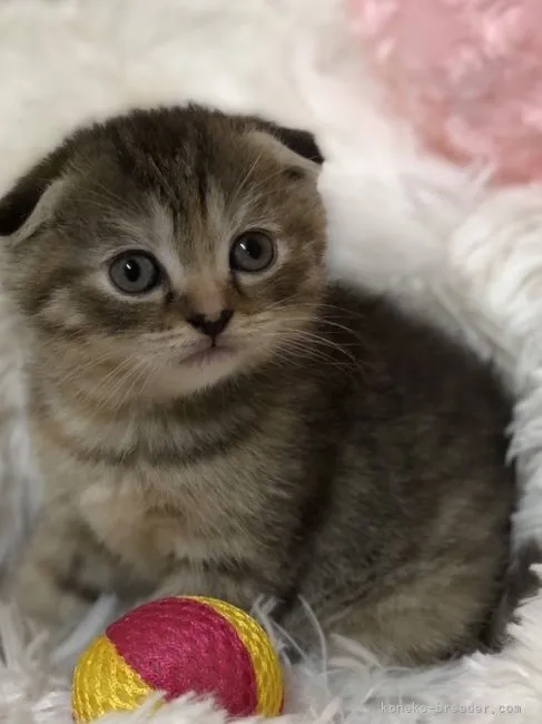 ID:2110-00641の子猫