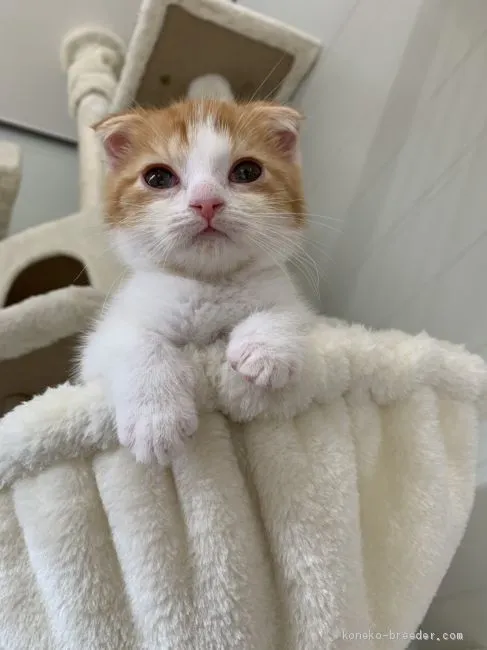 ID:2103-00193の子猫