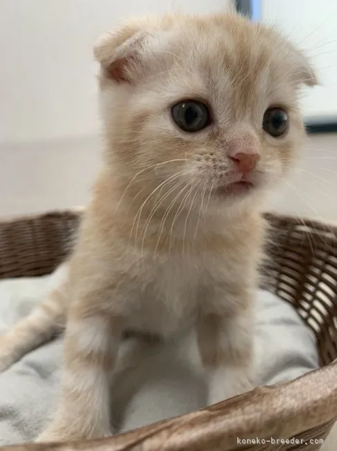 ID：2107-02709の子猫