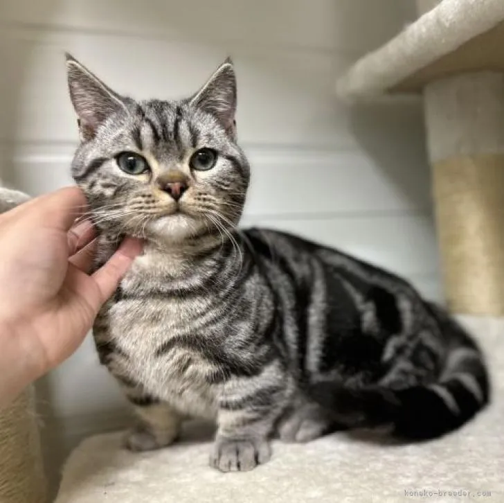 ID:2302-00066の子猫