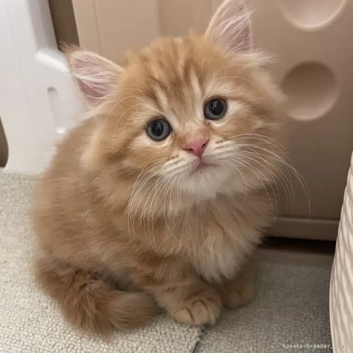 ID：2409-01617の子猫