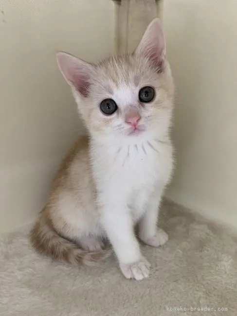 ID：2104-02476の子猫