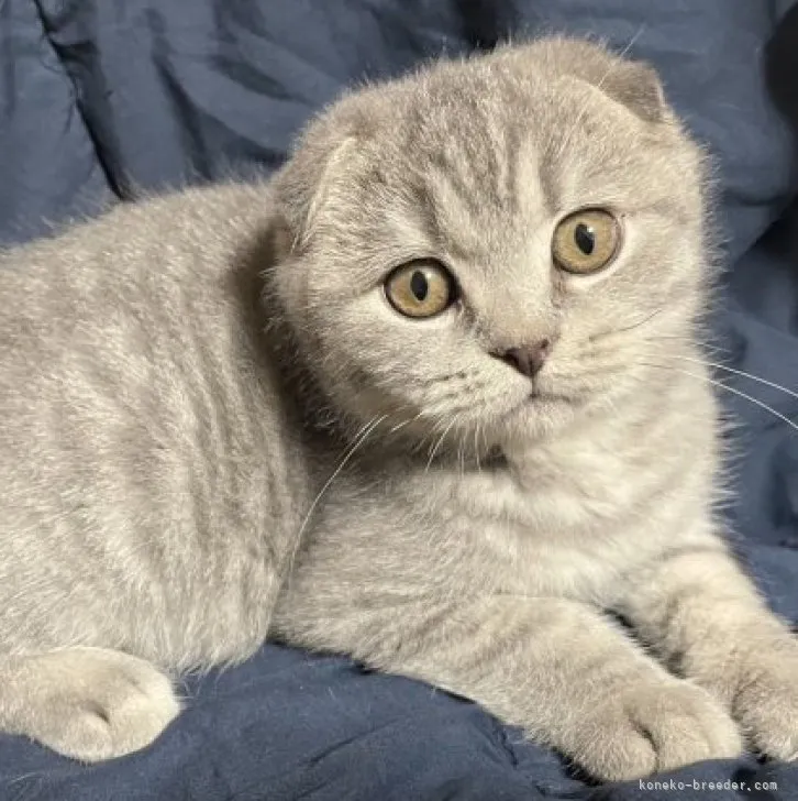 ID：2306-01701の子猫
