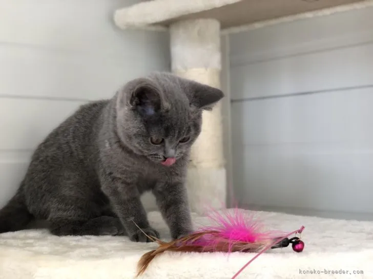 ID：2104-00027の子猫