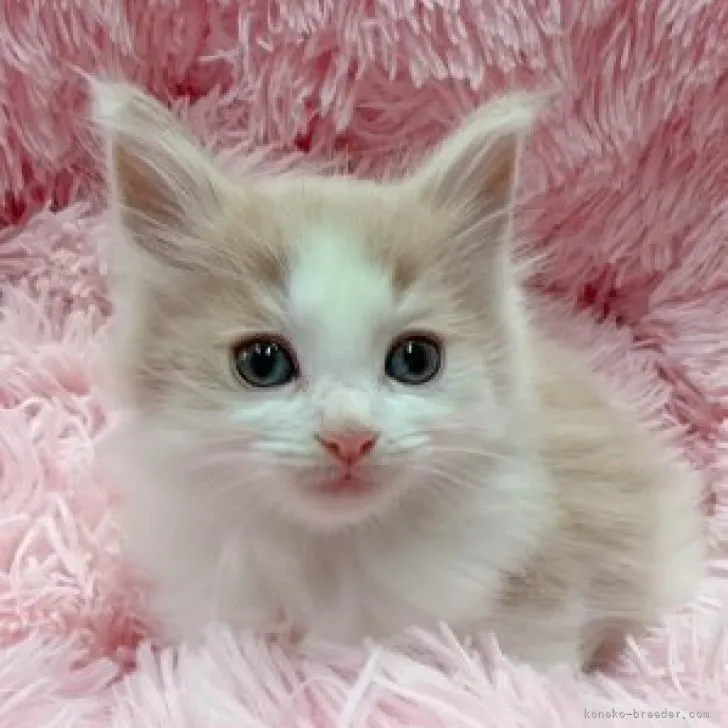 ID:2311-01004の子猫