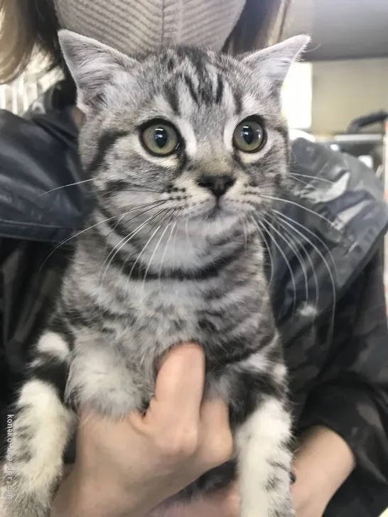 ID：2011-01697の子猫