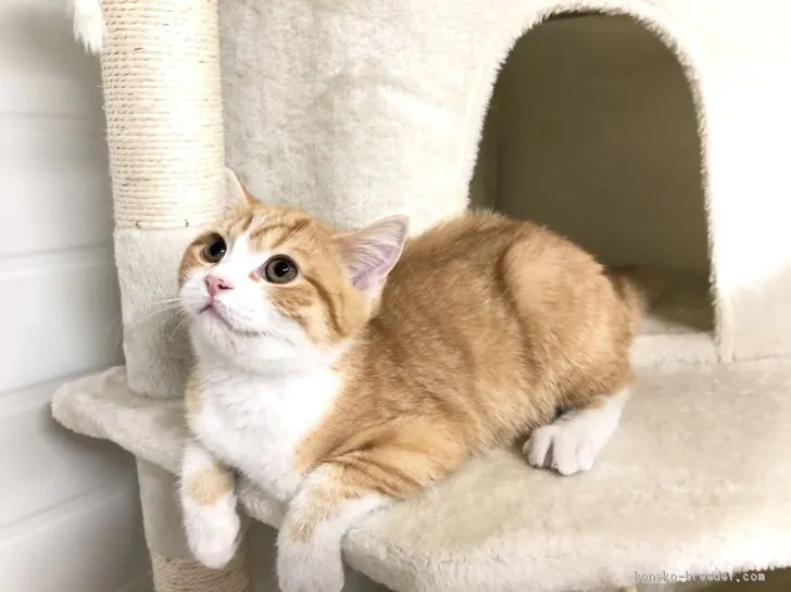 ID：2103-00534の子猫