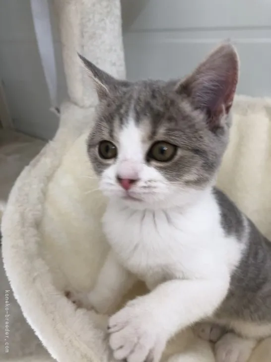 ID：2111-00675の子猫