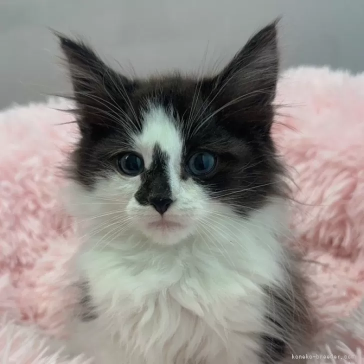 ID：2406-01619の子猫