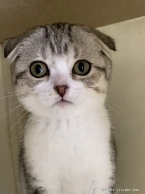 ID：2111-01775の子猫