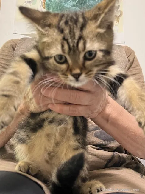 ID：2205-02408の子猫